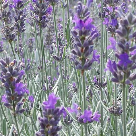 Silver Mist English Lavender Grown By Overdevest