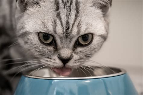 Now, if you are like me, a corn lover, then you surely must have been tempted to feed your cat some corn. Can Cats Eat Plain Popcorn As A Snack? - BuzzSharer.com