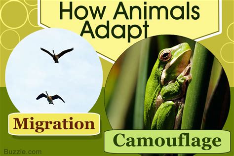 Unbelievably Amazing Examples Of Animal Adaptations