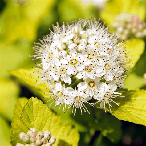 Small white flowers are produced in june. Ninebark, Dart's Gold | Trail Creek Nursery