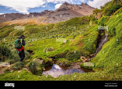 Antarctica, South Georgia Island (British overseas territory), Fortuna