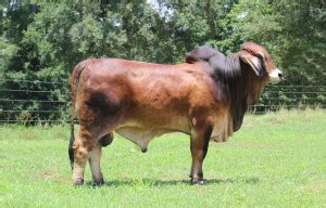 The brahman cattle is a very popular breed in it's native area and some other countries around the world. Red Brahman Genetics