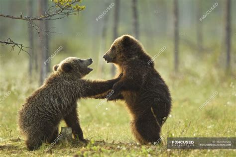 Two Brown Bear Cubs Play Fighting In Green Forest — Taiga Forest Full