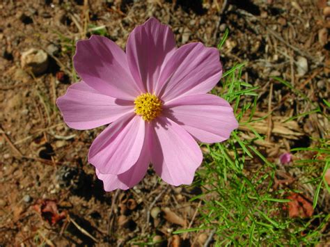 Pink Flower Of Cosmos Nature Photo Gallery