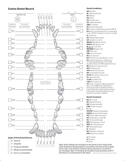 Canine Dental Chart Printable The Chart 61e