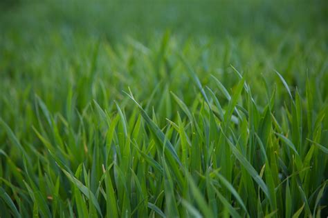 Grass Free Stock Photo Public Domain Pictures