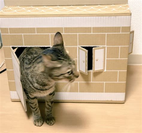 The site owner hides the web page description. 【最も人気のある!】 猫爪とぎ 壁紙 - kabegamibox
