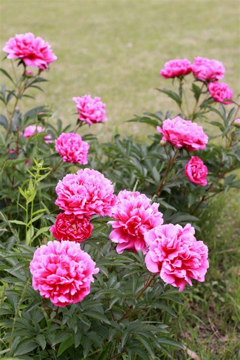 12 Surprising Facts All Peony Enthusiasts Should Know