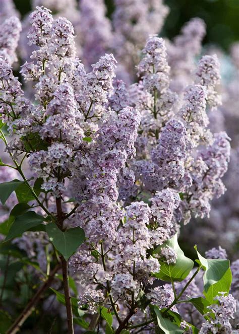 How To Grow Delicately Blooming Lilacs Gardeners Path