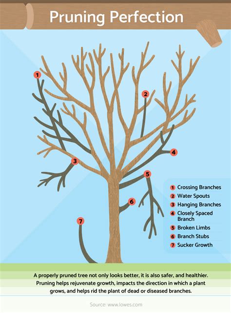 Basic Steps For Pruning Trees And Shrubs