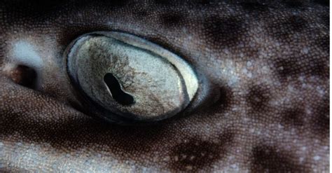 Shark Eyes Everything You Need To Know Tapetum Lucidum Deep Sea