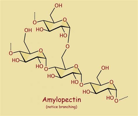 Amylopectin Starch Saccharide Starch Cellulose