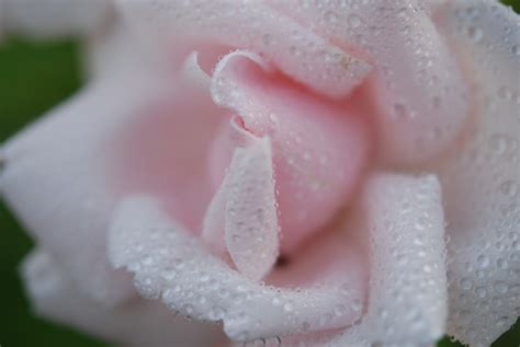 Free Images Nature White Flower Petal Rose Spring Pink Close