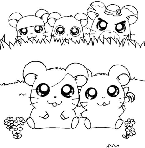Cinco Hamsters Para Colorir Imprimir E Desenhar Colorir Me