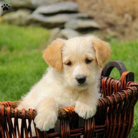 Southern california mini labradoodle puppiessouthern california mini labradoodle puppiessouthern california mini labradoodle puppies. Eddie - Mini Labradoodle Puppy For Sale in Pennsylvania ...
