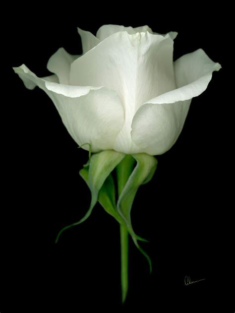 Single White Rose Designer Print White Roses Watercolour Texture