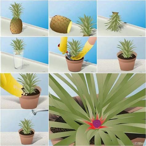 How To Grow Your Own Pineapple Plant Growing Pineapple Pineapple