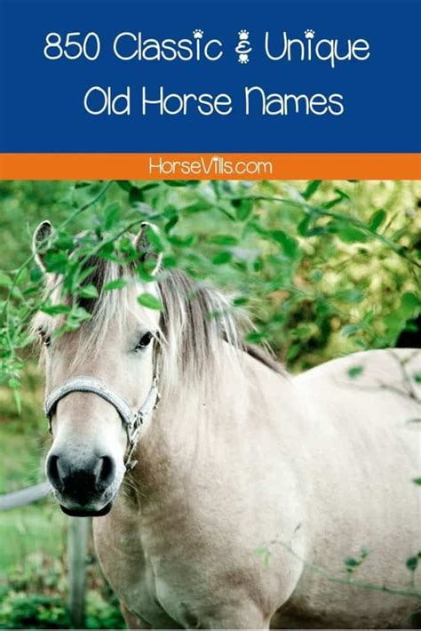 850 Old Horse Names For Mares Stallions And Geldings Horse Names