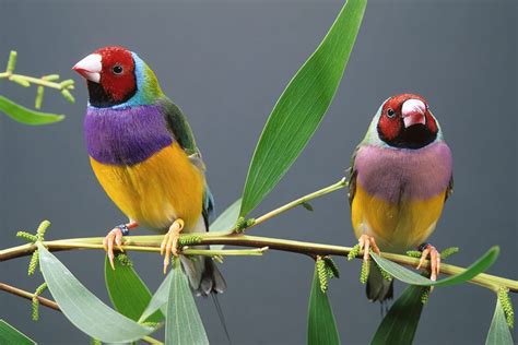 5 Fakta Menarik Dari Gouldian Finch Burung Eksotis Asal Australia