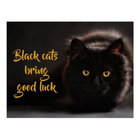 Black Cats Bring Good Luck Personalized Postcard In 2021