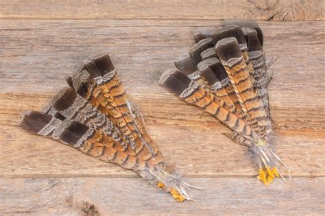 Ruffed Grouse Feathers Tailwater Junkie