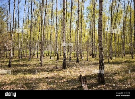 Birch Forest In Spring Stock Photo Alamy