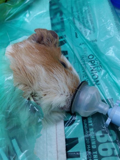 Expert recommended top 3 veterinary hospitals in mumbai, maharashtra. Critter Care Veterinary Clinic - Home | Facebook