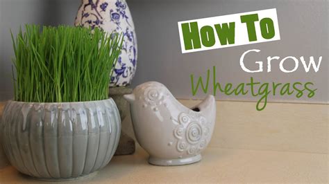 How To Grow Wheatgrass At Home Diy Youtube