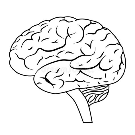Cerebro Y Cinco Sentidos Ilustración Del Vector Ilustración De Cinco