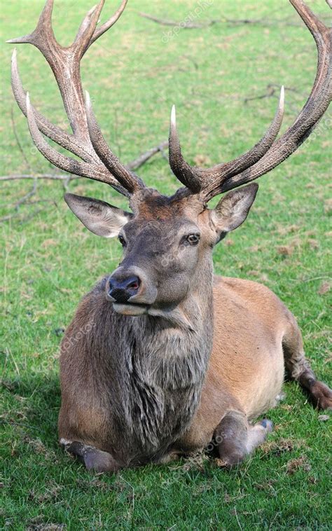 Deer Antler — Stock Photo © Lakeemotion 2066829