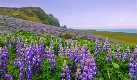 A Hillside Covered In Lupine Wildflowers On The Southern Coast Of