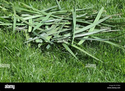 Freshly Cut Lomandra Grass Clippings On A Lawn Stock Photo Alamy