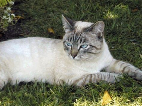 Unless you have papers, your cat may really be a tabby siamese. Pet~Pourri: Are You A Cat Person?