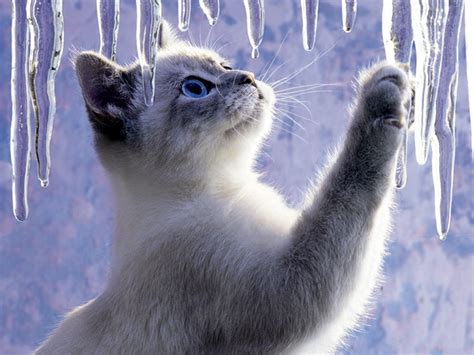 Ice Cat Cats Photo 31471539 Fanpop