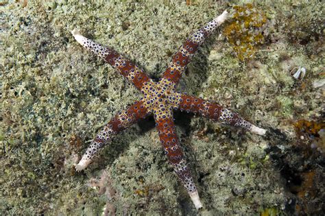 Sea Stars And Starfish Of The Great Barrier Reef