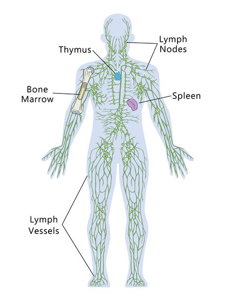 Lymph Nodes And Immune System