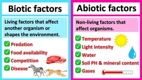 Biotic Vs Abiotic What S The Difference Learn With Examples Youtube