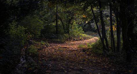 1000 Beautiful Forest Path Tunnel Nature Photos · Pexels · Free Stock
