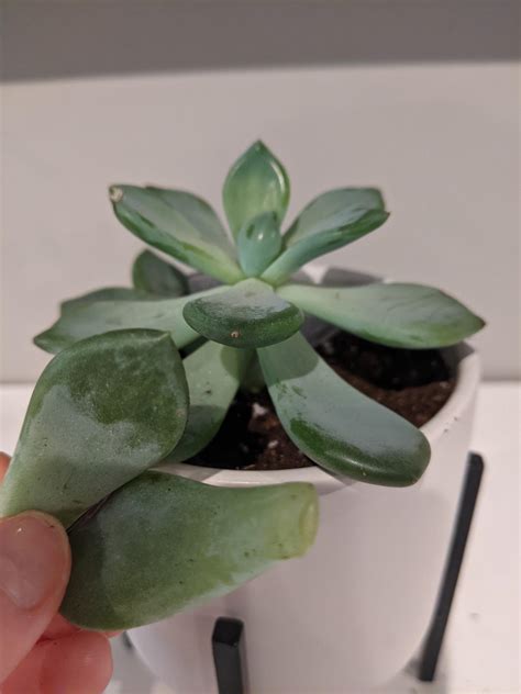 Is My Succulent Dying Rsucculents