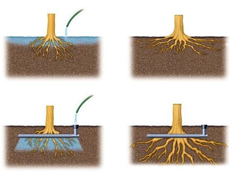 How To Promote Deeper Root Growth And Drought Tolerance Citygreen