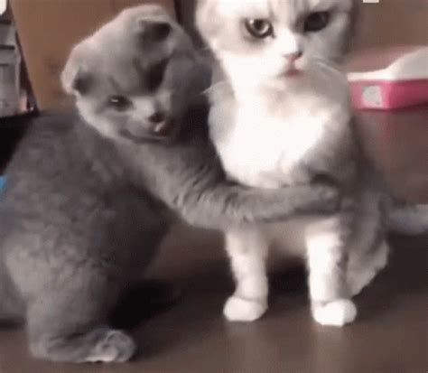 Hug Cats GIF Hug Cats Kittens Discover And Share GIFs