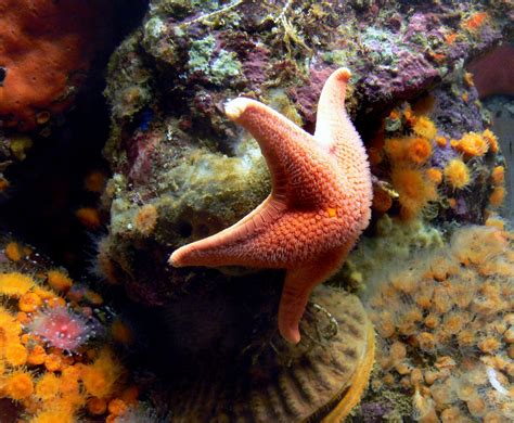 Free Images : jellyfish, fish, fauna, starfish, coral reef