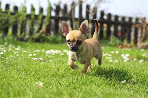 2020 popular 1 trends in home & garden, toys & hobbies, computer & office, jewelry & accessories with chi pet and 1. Enchanting Facts About the Cute Little Chihuahuas - DogAppy
