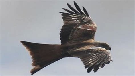Grizedale Forest Sees Reintroduction Of Red Kites Bbc News