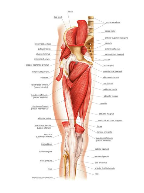 Muscles Of The Thigh Photograph By Asklepios Medical Atlas Pixels The Best Porn Website