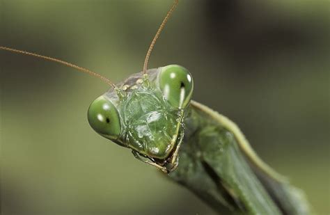 Is It Illegal To Kill A Praying Mantis