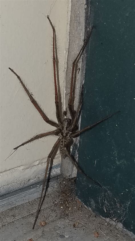 Male Eratigena Duellica Giant House Spider In Beaverton Oregon