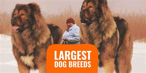 Largest Dog Breed The Swanky Pets