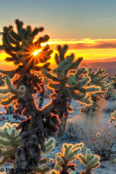The teddy bear cholla seem to be the predominant cholla in this garden. Sunrise at Joshua Tree National Park! Captured right at ...