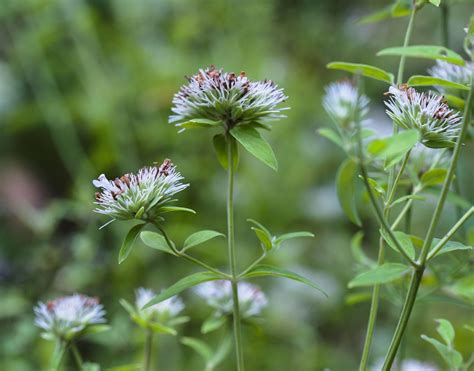 Mt Cuba Center Ecological Explorations Pycnanthemum Mt Cuba Center